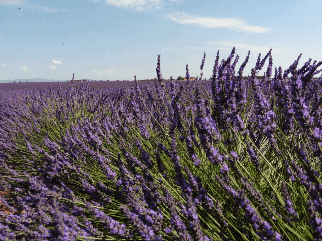 Valensole Lavender Field outside of Aix