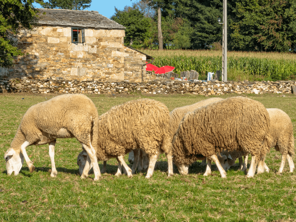 Sheep grazing along the Camino in Ventas
