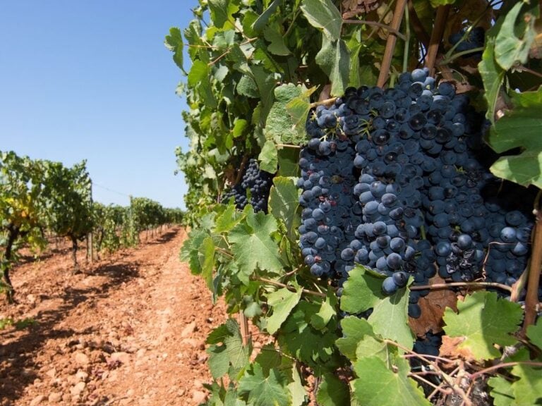 8 Best Mallorca Wine Tastings & Wine Tours 2024