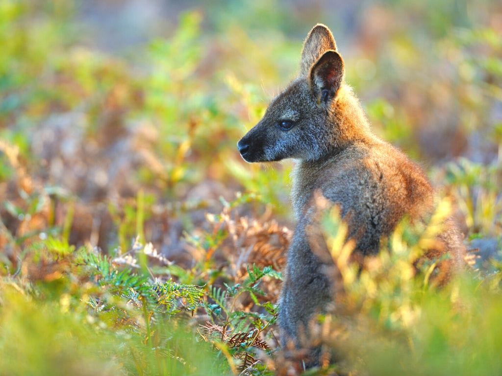a wallaby in nature